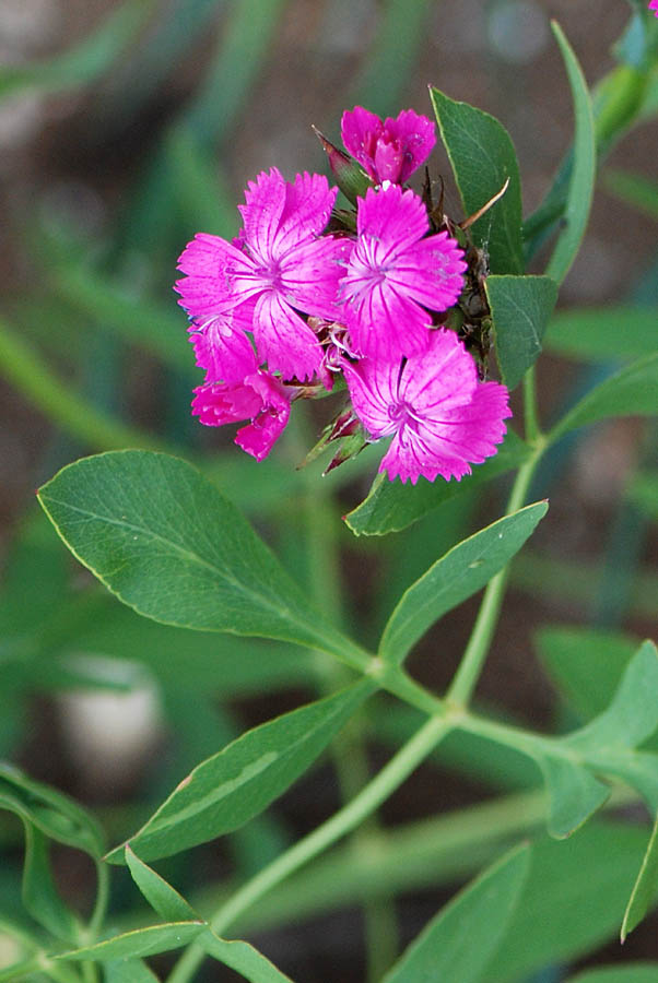 Dianthus sp.